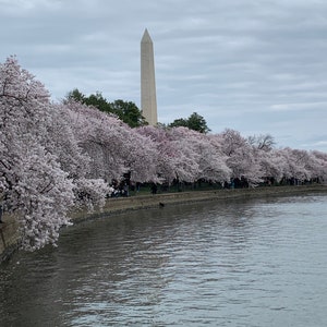 Cherry blossoms Washington DC