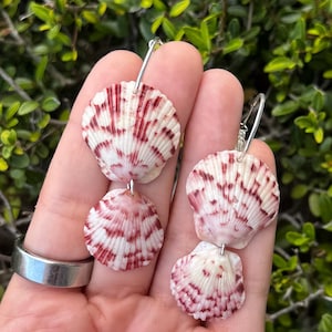 Jakobsmuschel Muschel Ohrringe, Muschel Hoops, Muschel Hoop Ohrringe, hypoallergene Ohrringe, Strand Ohrringe Florida Ohrringe Muschel Schmuck