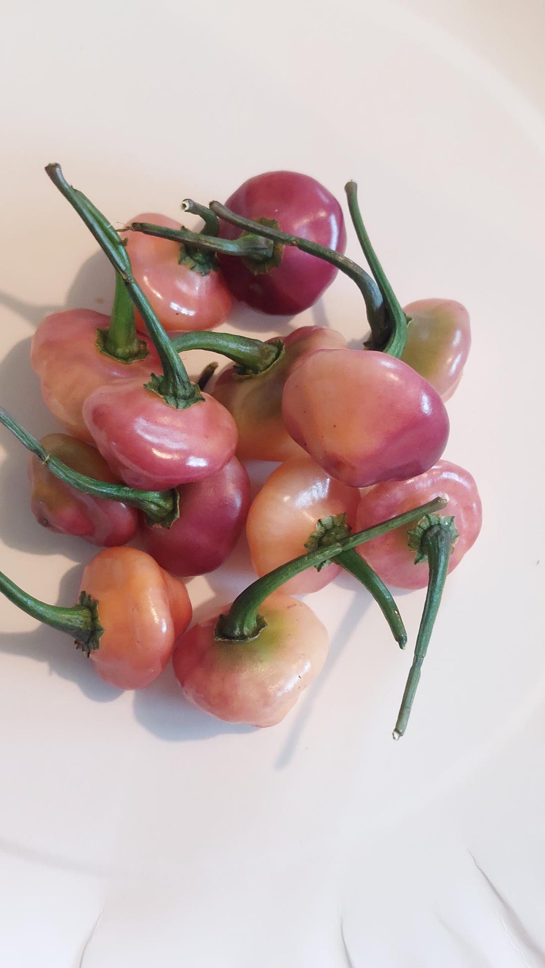 15+ Cheiro Roxa Pepper Seeds - Etsy