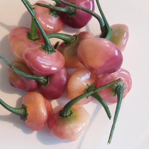 May include: A collection of colorful ornamental peppers, ranging in color from light peach to deep burgundy. The peppers have a round shape and are clustered together, with green stems attached. The image is taken on a white surface.