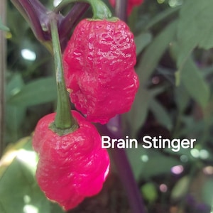 15+ Brain Stinger pepper seeds
