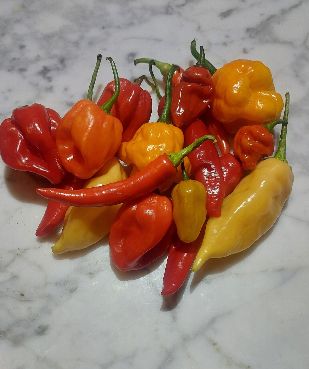 Fresh Rare Hot Peppers. Hot Heat Level Etsy