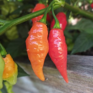 May include: Close-up of vibrant orange and red chili peppers growing on a plant. The peppers have a glossy texture and are elongated with a slight curve. Green stems and leaves are visible in the background.