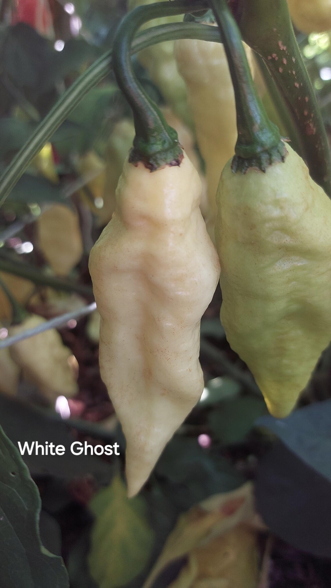 15+ White (ghost) Bhut Jolokia Pepper Seeds - Etsy