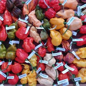 15+ White (ghost) Bhut Jolokia Pepper Seeds - Etsy