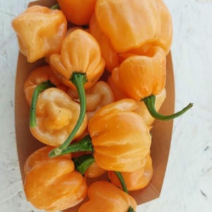 15+ Bahamian Goat pepper seeds