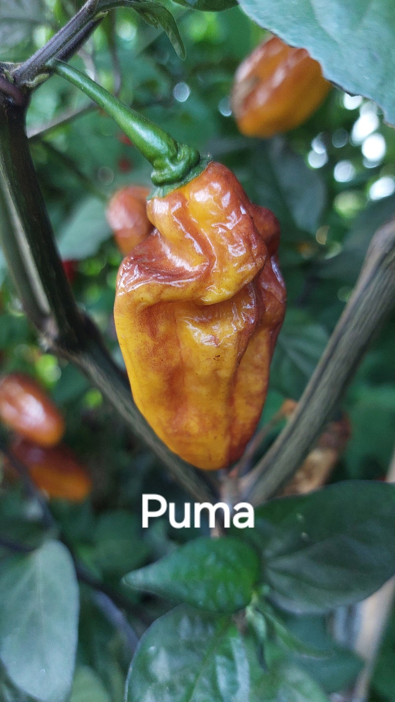 Fresh Rare Hot Peppers. Hot Heat Level Etsy