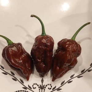 15+ Scotch Brains XCP Chocolate pepper seeds