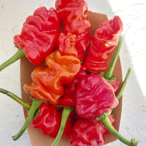 15+ Zou-Pi pepper seeds