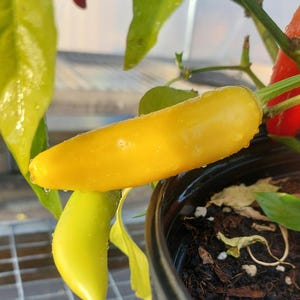 15+ Hungarian Hot Wax pepper seeds