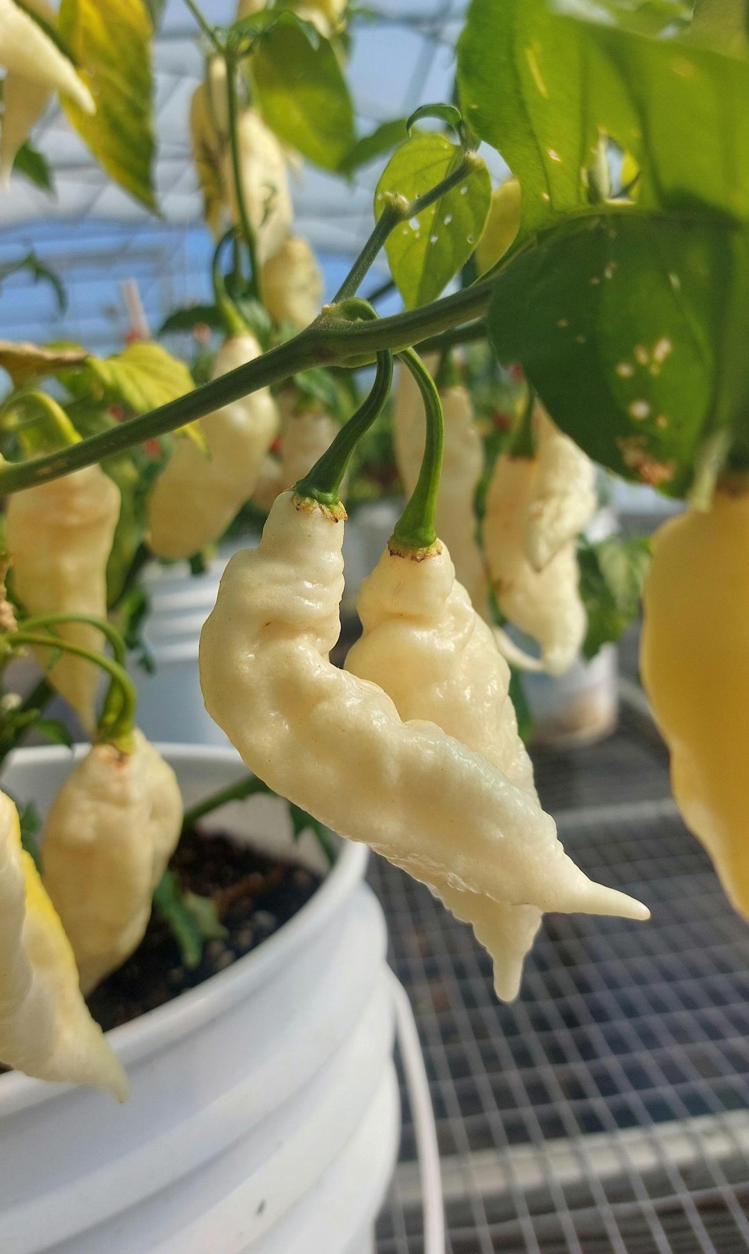 15+ White (ghost) Bhut Jolokia Pepper Seeds - Etsy