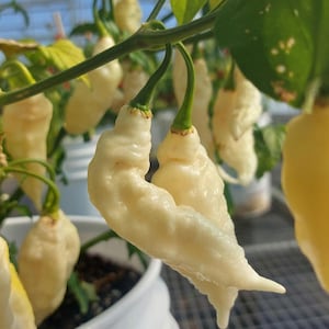 May include: Close-up of white ghost pepper plants. The peppers are a creamy white color, with a wrinkled texture and a pointed tip. The peppers are growing on a green plant with green leaves. The plant is in a white bucket.