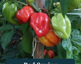 15+ Red Savina Habanero pepper seeds