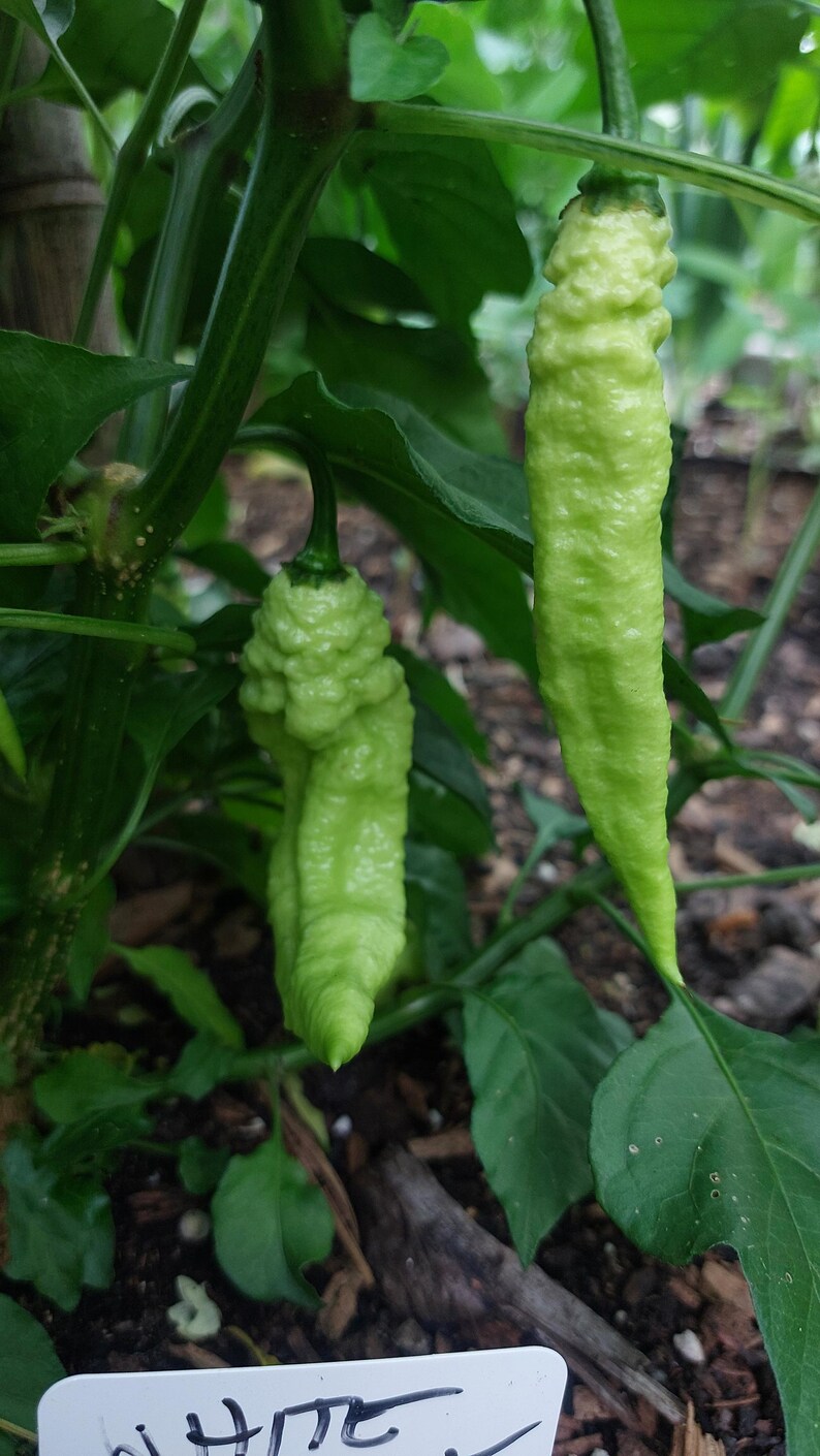 15+ White (ghost) Bhut Jolokia Pepper Seeds - Etsy