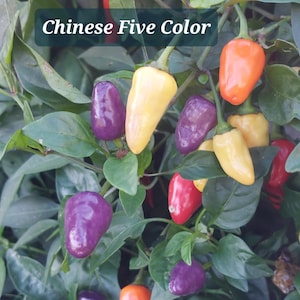 15+ Chinese 5 Color pepper seeds