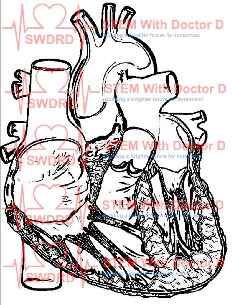 Anterior Heart View Coloring Book Page. Great for Human Anatomy and ...