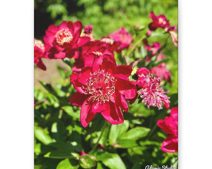 Peony's Embrace Canvas Wall art
