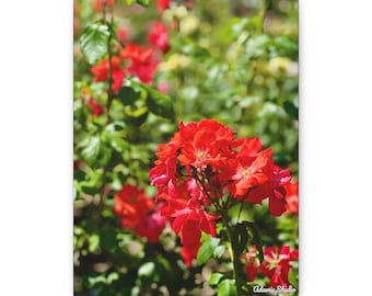 Scarlet Rose Canvas | Wall art