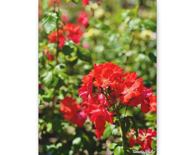 Scarlet Rose Canvas | Wall art