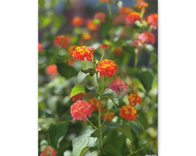 Lantana's Flames Flower Photograph Canvas