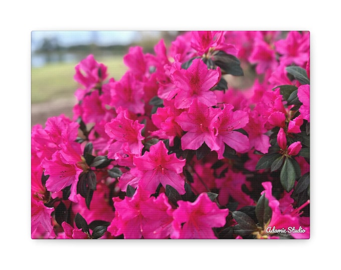 Pink Azalea Flower Canvas | Matte Stretched Wall Art