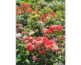 Coral Rose Garden Canvas