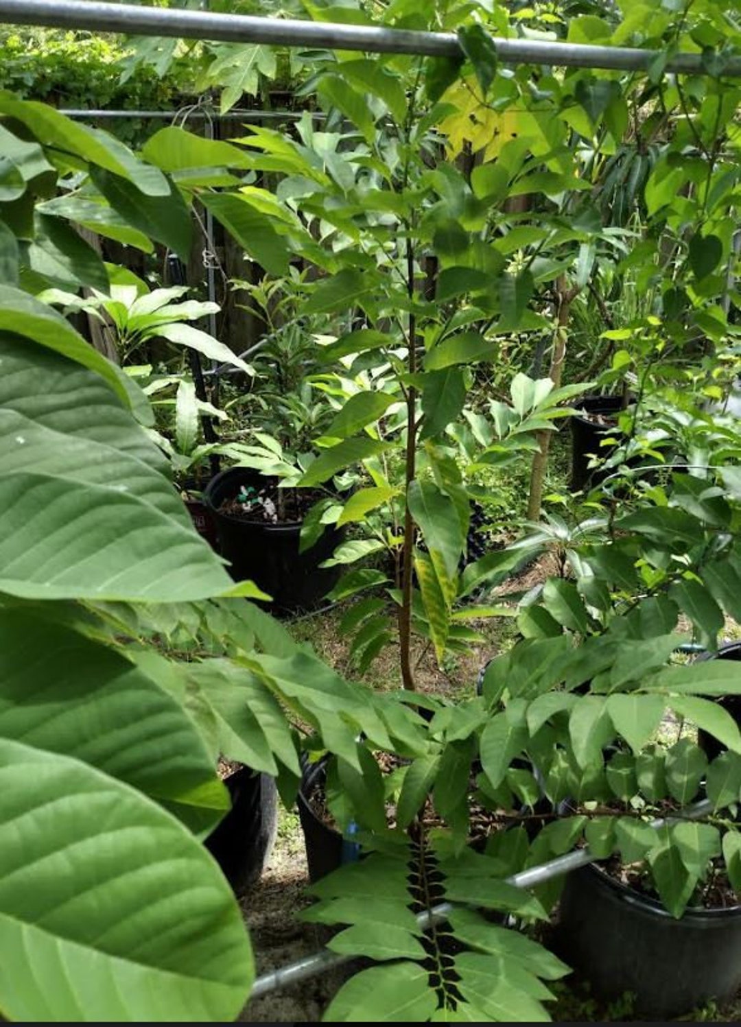 Sugar Apple na Dai 56 Ft Tall. It Had Fruit This Yearfree Etsy