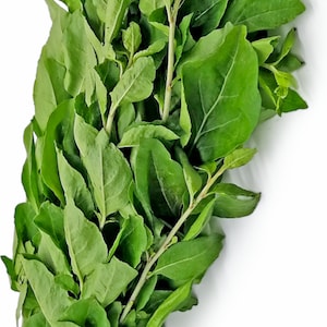 Organic Goji Starter Plants 6 pack (aka Wolfberry/Lycium chinense/Lycium barbarum/枸杞菜)
