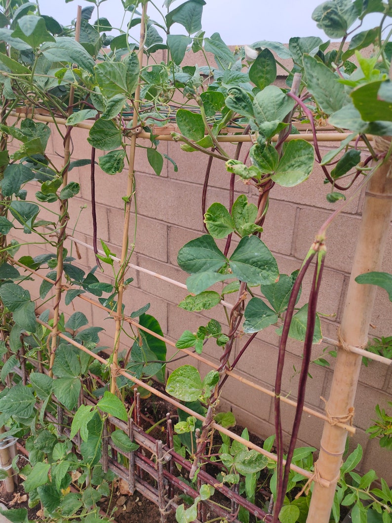 4 Live Plants Hyacinth Bean white Flower/papdi/avarekka/dhoda 2 Nos and ...