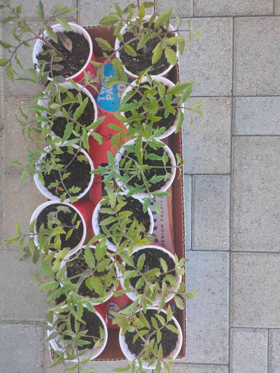 12 Pack Organic Tomato Plants 6 Variety of 2 Each cherry Etsy