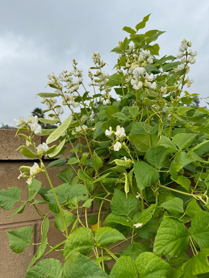 4 Live Plants Hyacinth Bean white Flower/papdi/avarekka/dhoda 2 Nos and ...