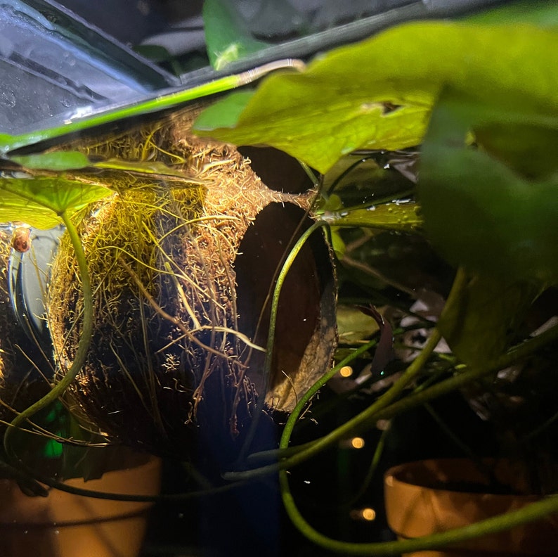 Half Whole Coconut Fish Hide Reptile Hide Etsy