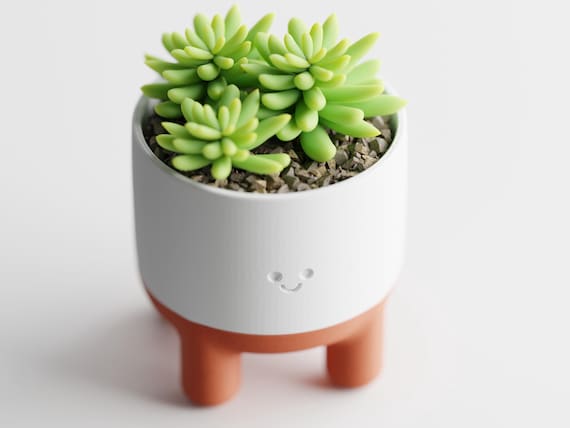 High-angle close-up of the CheerPod face planter, rounded rim, and succulent