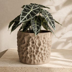 May include: A beige cylindrical plant pot with a textured, dimpled surface containing an Alocasia plant. The plant features dark green, arrow-shaped leaves with prominent, light-colored veins that create a distinct, geometric pattern across the foliage.