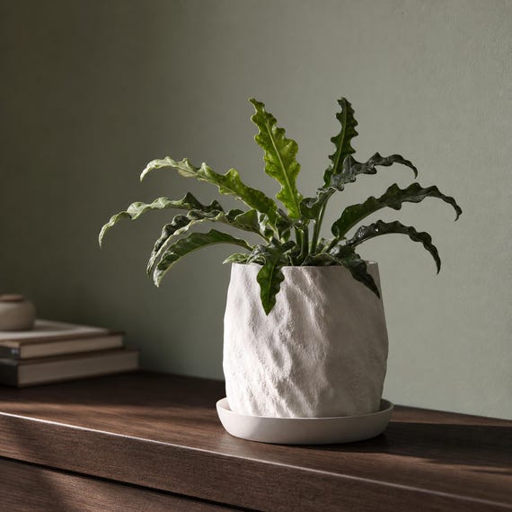 Close-up of an Ivory White Riftstone planter and matching tray in organic modern decor