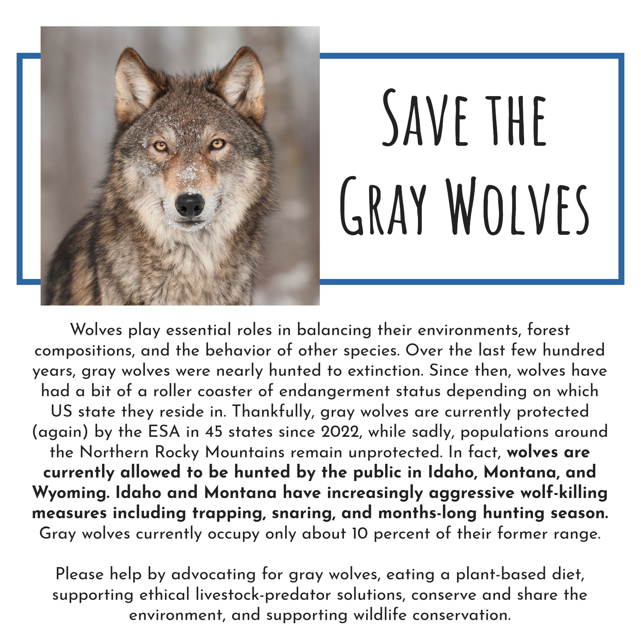 Gray Wolf Digital Download, Watercolor Gray Wolf Art, Save the Gray ...