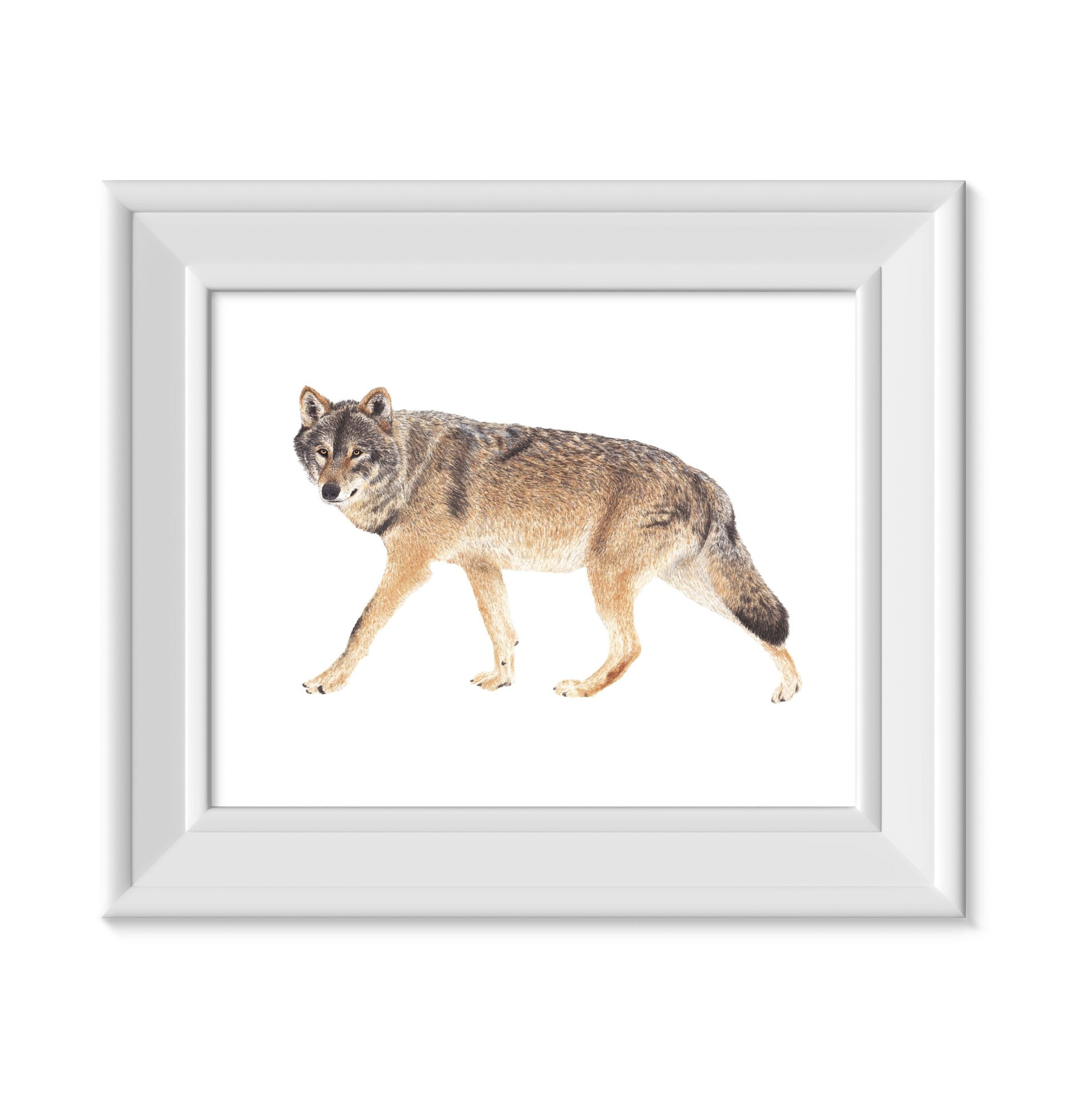 Gray Wolf Digital Download, Watercolor Gray Wolf Art, Save the Gray ...
