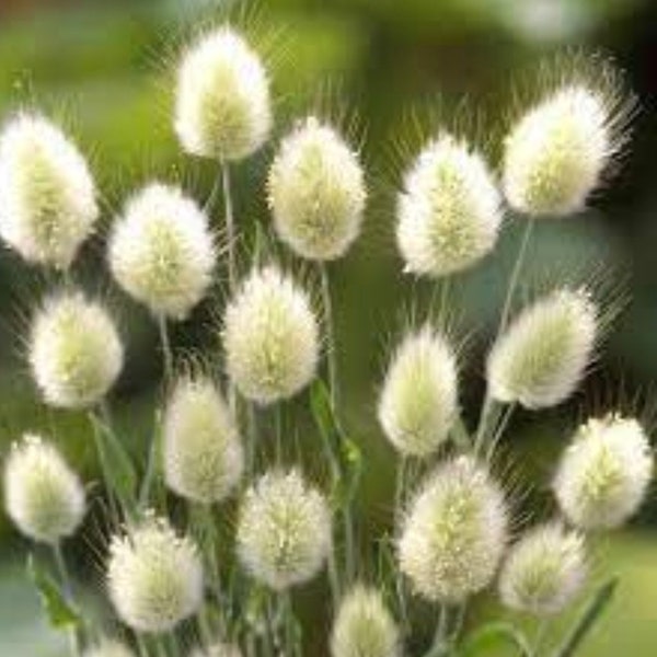 Bunny Tail Ornamental Grass seeds, Lagurus Ovatus,  Excellent Fresh Dried bouquets and ornamental