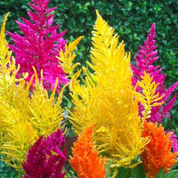 Pampas Plume Celosia Flower seeds, Untreated Vibrant Landscape Fresh or Dried Flower