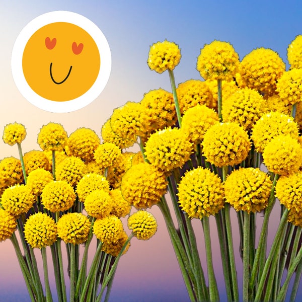 Drumstick Sunball Billy Buttons flowers, Craspedia Globosa flower seeds