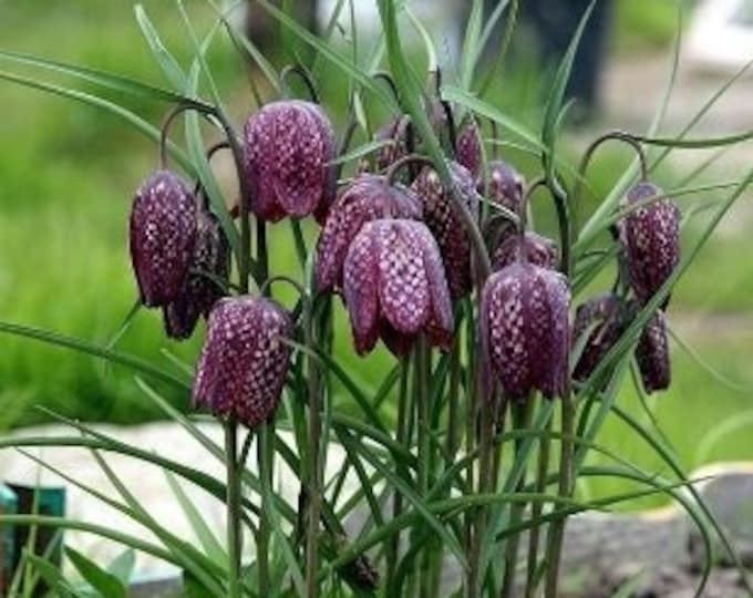Fritillaria Checkered Lily Flower Bulbs Meleagris Mix Easy to Grow