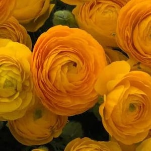 May include: A bouquet of bright yellow ranunculus flowers. The flowers are arranged in a cluster, with the petals overlapping and creating a soft, rounded shape.
