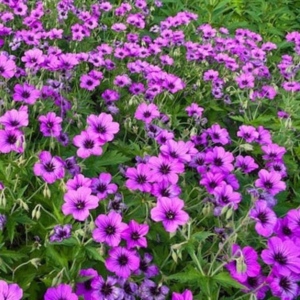 Geranium 'Patricia' - HARDY CRANESBILL - Bare Root Division-  June to September Bloom - Live Perennial Plant - for a Beautiful Summer Garden