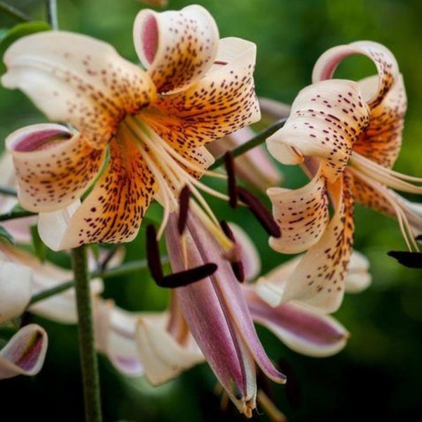 Tiger Lily Bulbs Etsy