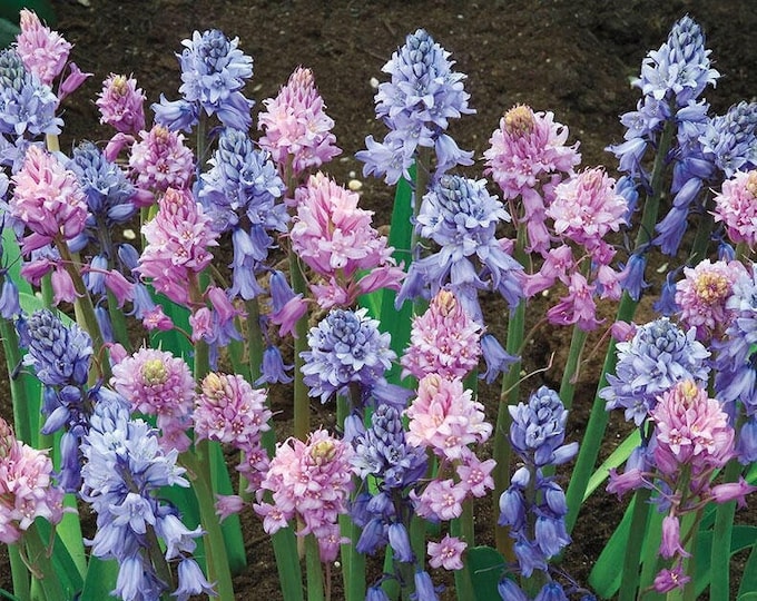 Bluebell Live Plant Bulb Clumps Blue Spring Flowers Bulb for Shade ...