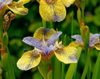Peacock Butterfly Siberian Iris Bare Root - Unique coloration of Yellow and Light Blue veined falls - Part Shade to Full Sun - Perennial