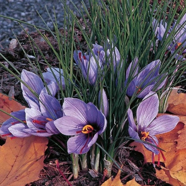 Crocus - Saffron - Flower Bulbs - Light Violet Purple - Easy to Grow - Perennial - Blooms in Fall - Very Fragrant