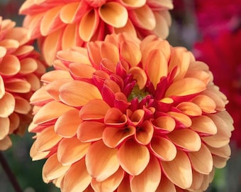 AMERICAN SUNSET Dahlia Tubers - Vibrant Medium Orange w/Yellows & Deep Red-Orange Backsides - Two Tone  - Formal Decorative Blooms Up to 4"