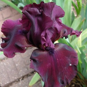 May include: A close-up of a dark purple iris flower with ruffled petals. The flower is in bloom and has a deep, rich color.