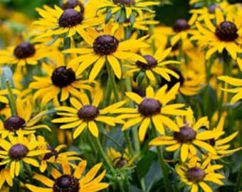 American Gold Rush Rudbeckia Live Plant - Golden-Yellow Starburst-Shaped Flowers - Deer resistant - Full Sun - Drought tolerant - Perennial